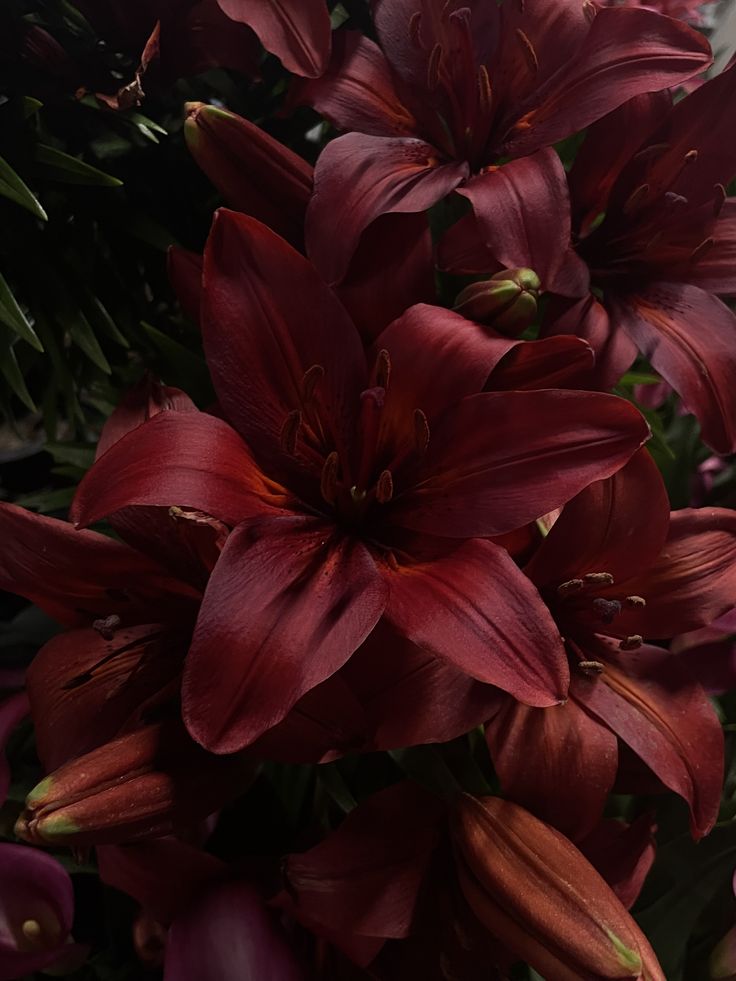 Red Lilies